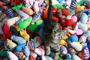 Cats-New-Toys-6