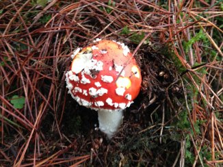 Mushroom Hike